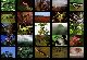 Rainforest II screensaver 1.0 program